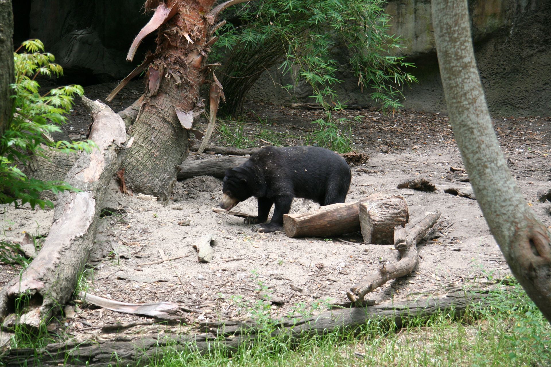 Malaienbären-Dame „Lorraine“/Malayan sun bear |dq|Lorraine|dq|